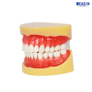 Aukštos Kokybės Dantų Visi dantys Nuimamas Standartas Dantis Dantų Modelio 28 vnt dantų studentų mokymosi modelis