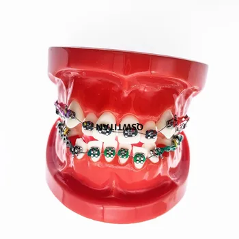 Dantų Mokymo Modelį Ortodontinis Dantų Studijų Modelį, 3005, Raudonas Skliaustuose Grandinės Ryšius Arch Vielos
